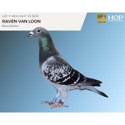 Lot 11 BCH AUST 23 5222 RAVEN VAN LOON